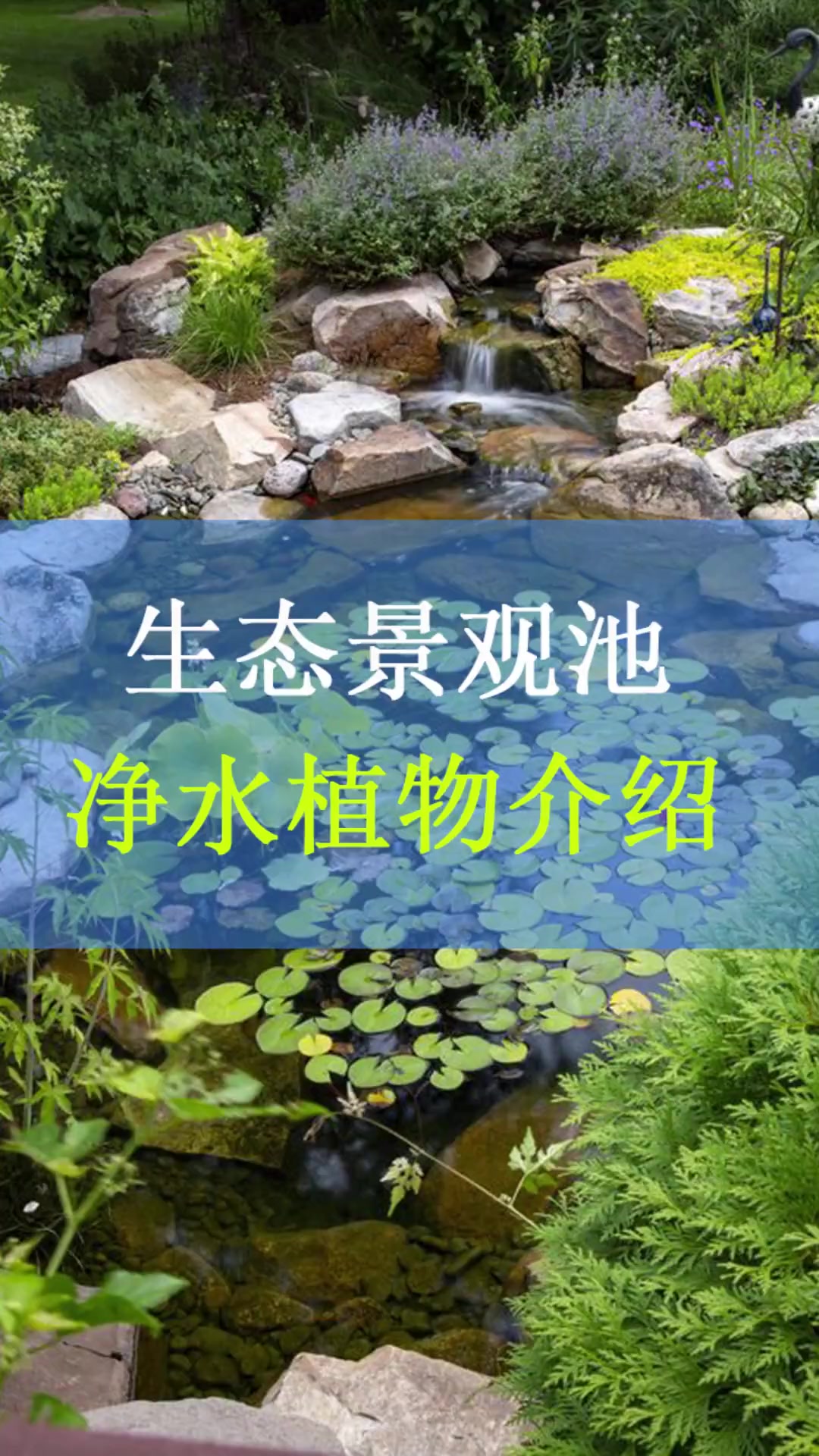 生态池塘丨净化水质怎么能少得了这些植物呢?
