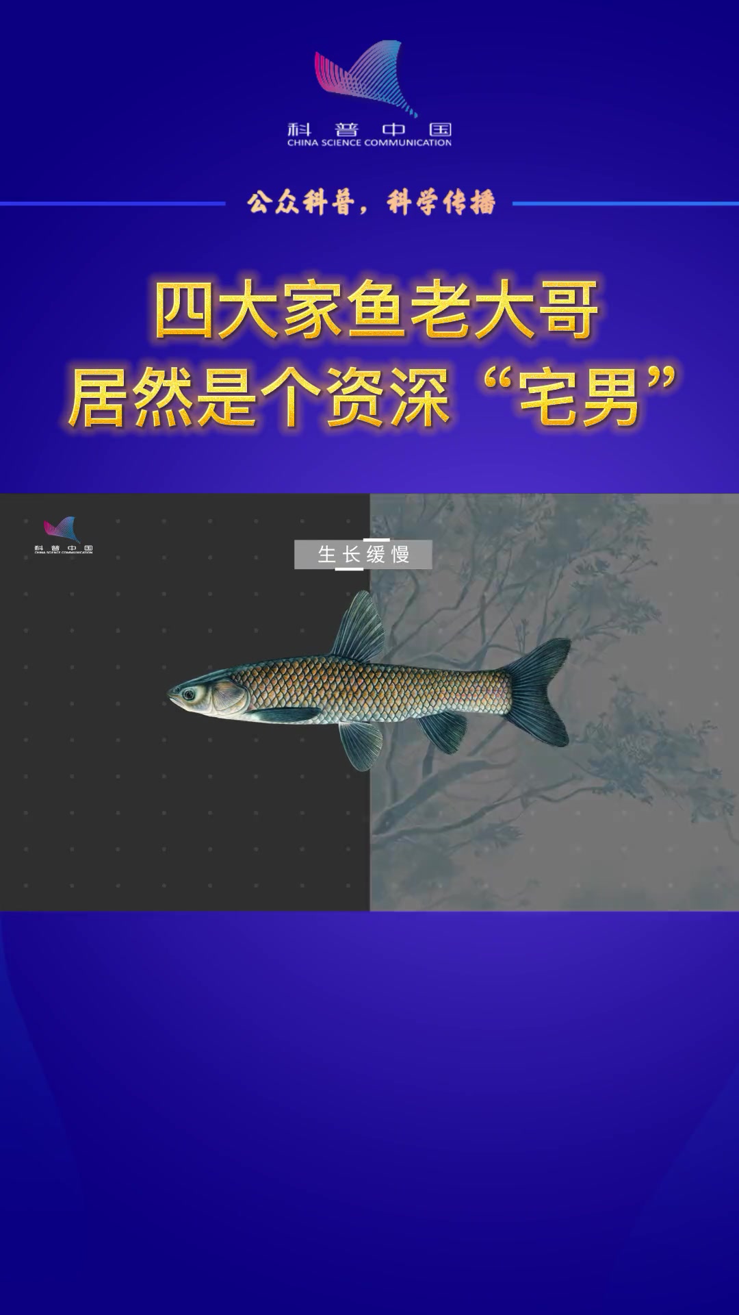 青鱼:大国渔业系列科普——四大家鱼老大哥居然是个资深“宅男”