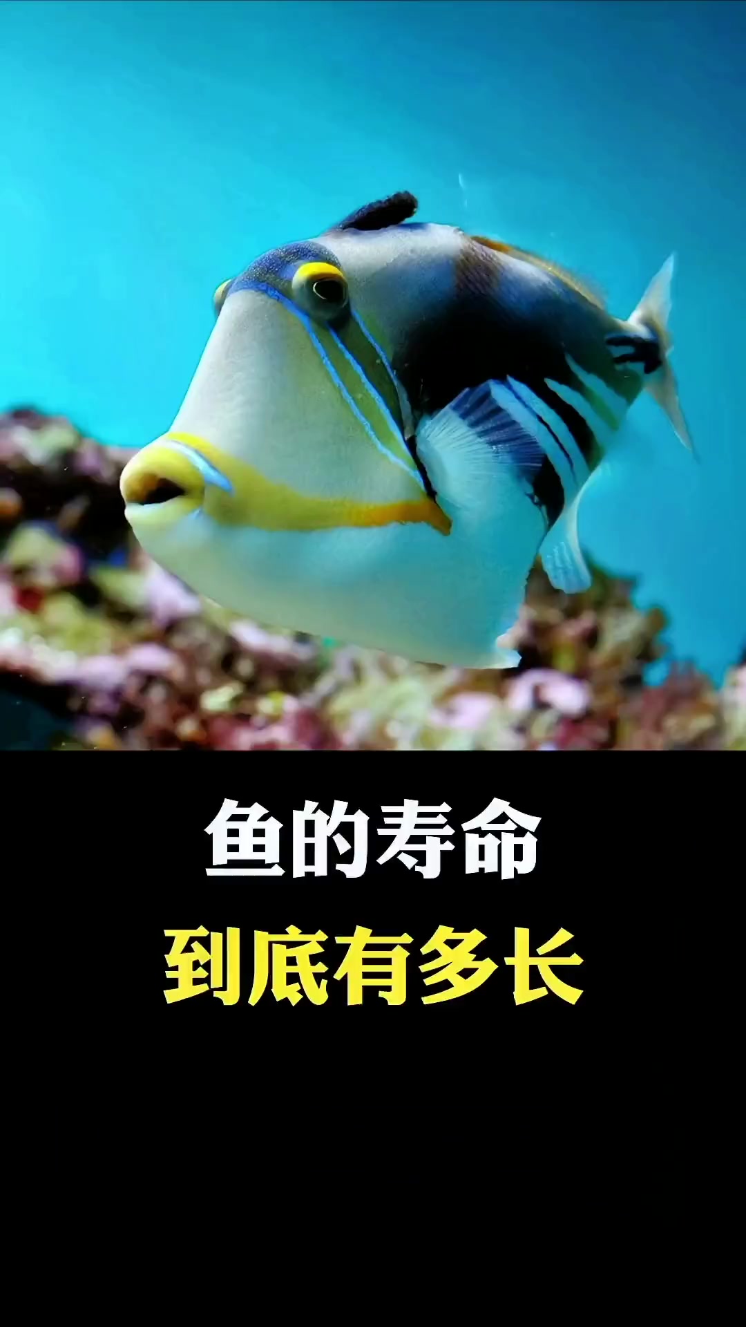 鱼的寿命到底有多长你知道吗?