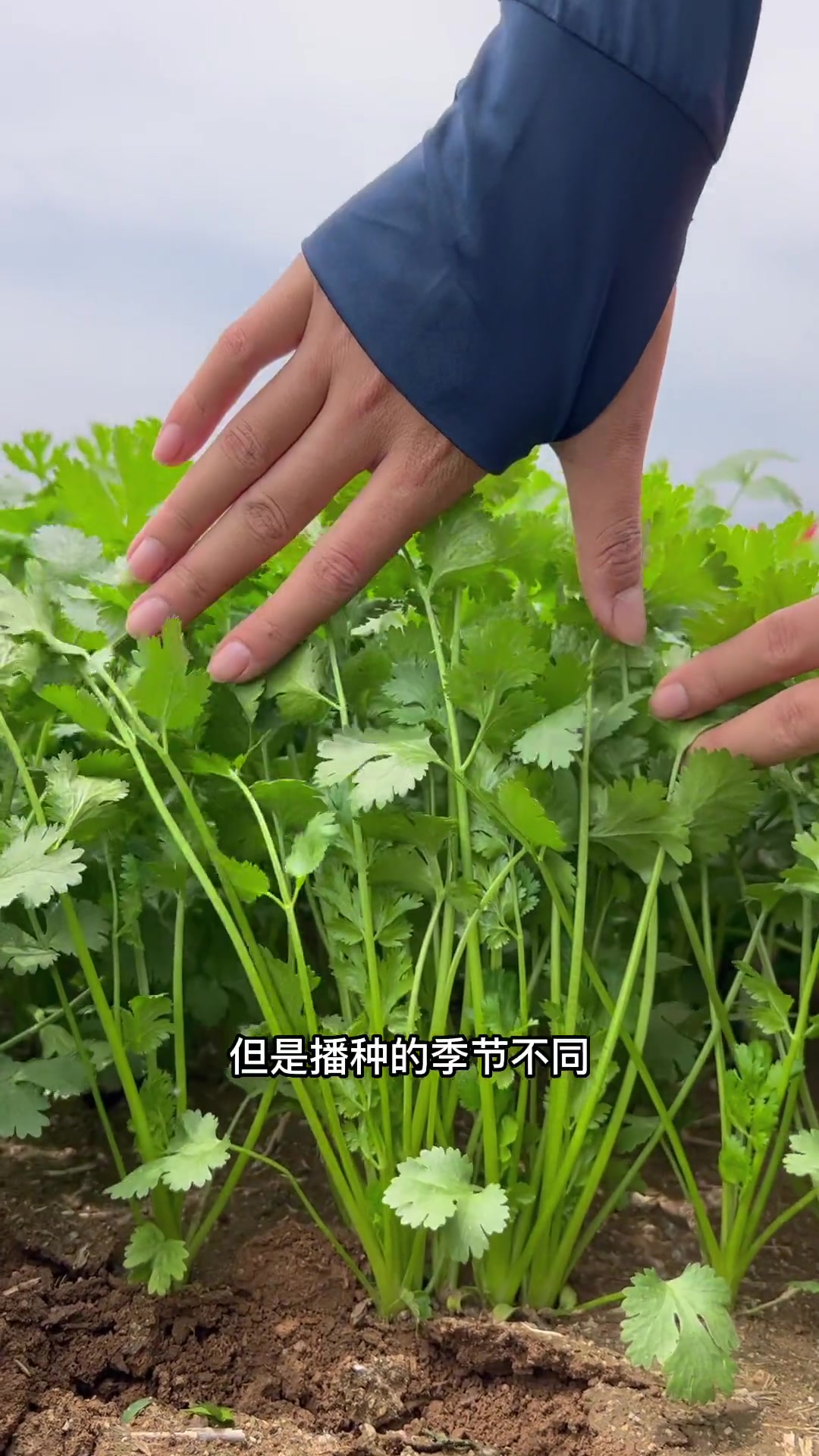 香菜种植时间和品种选择