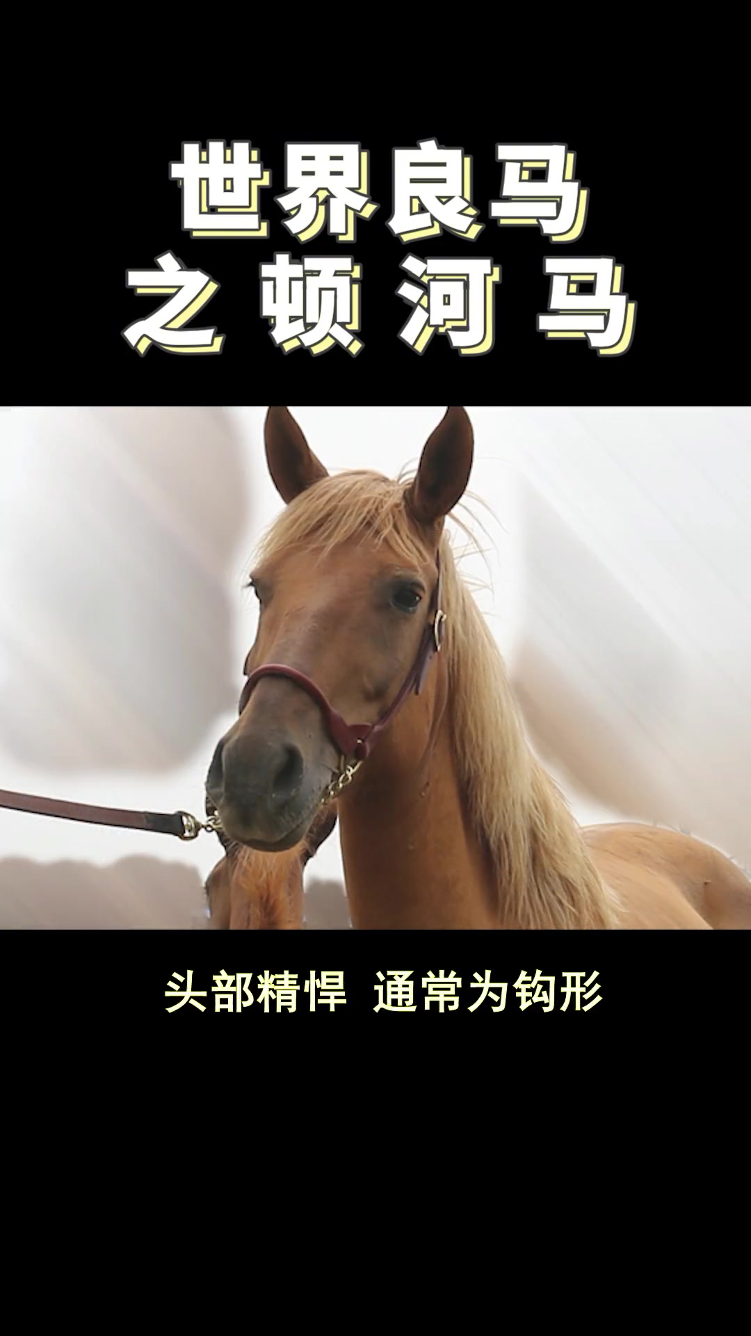 又是一种非常适合当战马的马品种——顿河马