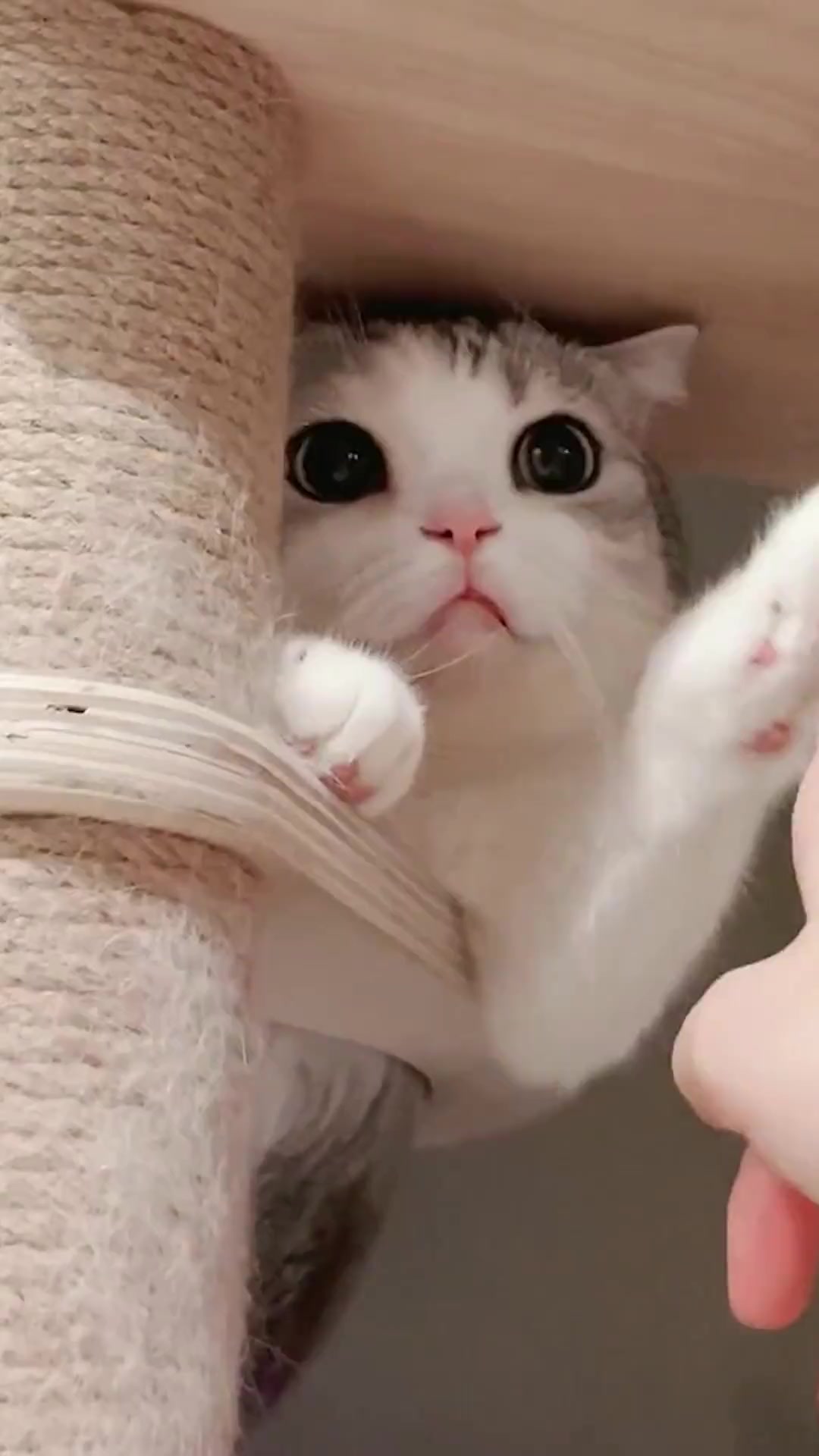 盘点热门猫咪的真实价格,想入手的可以参考啦!
