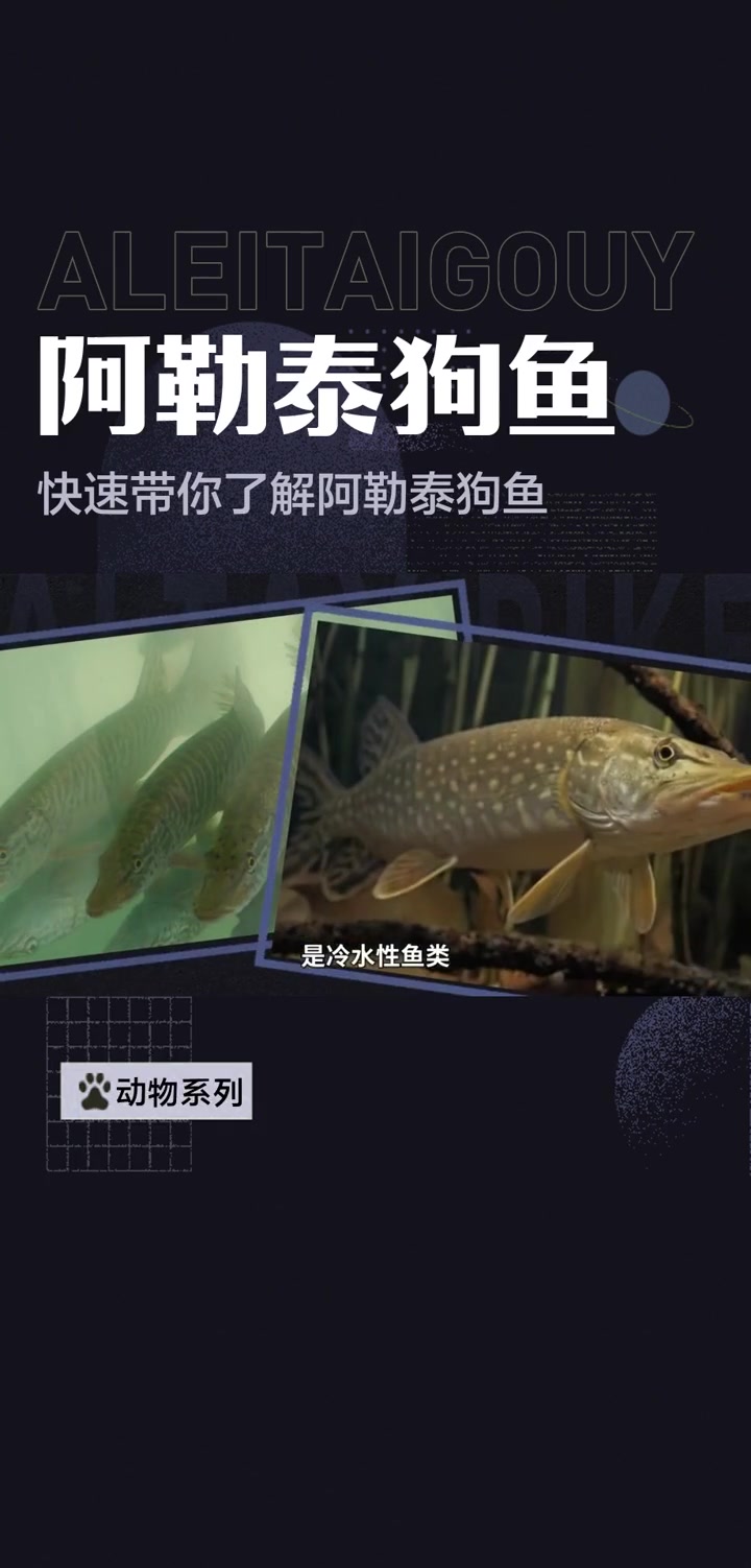快速带你了解阿勒泰狗鱼