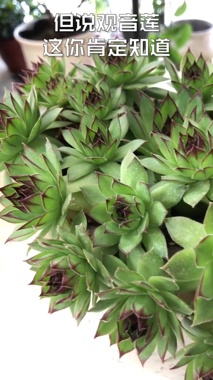 超级耐冻的多肉,长生草