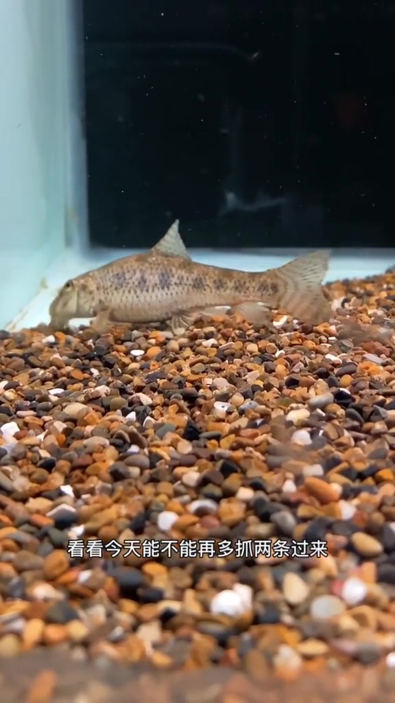 你们那管这种鱼叫什么名字?棒花鱼?