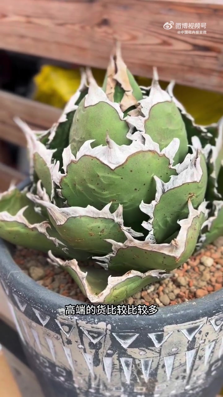 上海多肉植物展上精品多多,种了10年的货品一天被抢光 多肉
