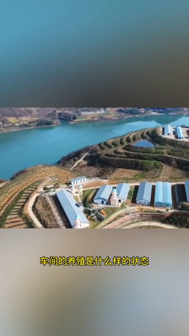 汉江水生态养殖的基围虾,你吃过吗?