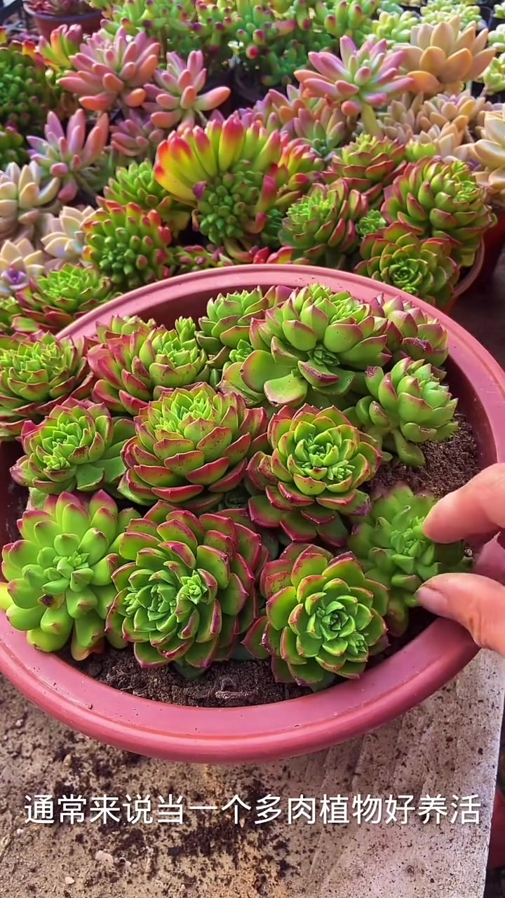 多肉蒂亚如何爆盆?