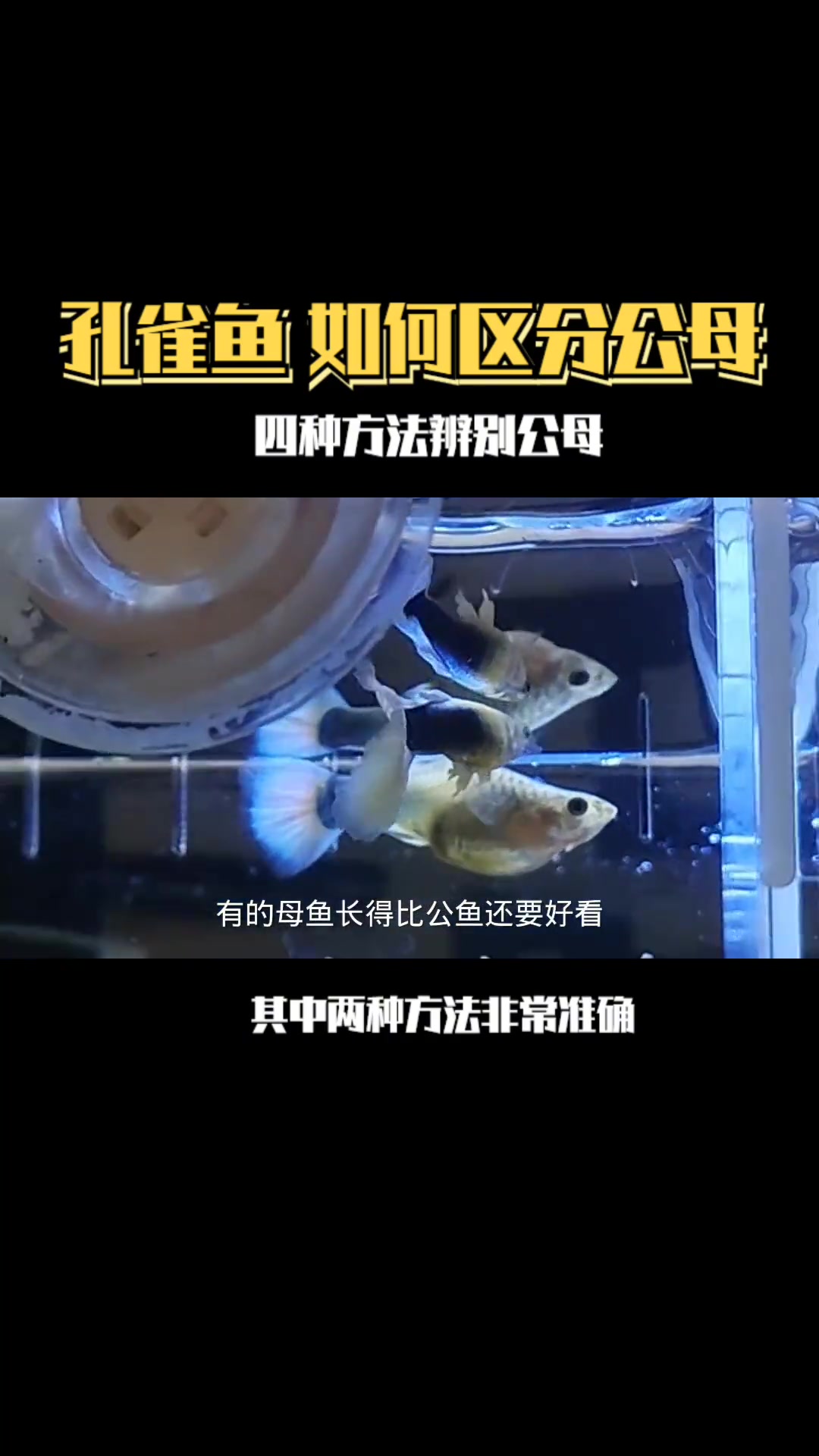 4种方法告诉你,孔雀鱼如何分公母,其中两种非常准确