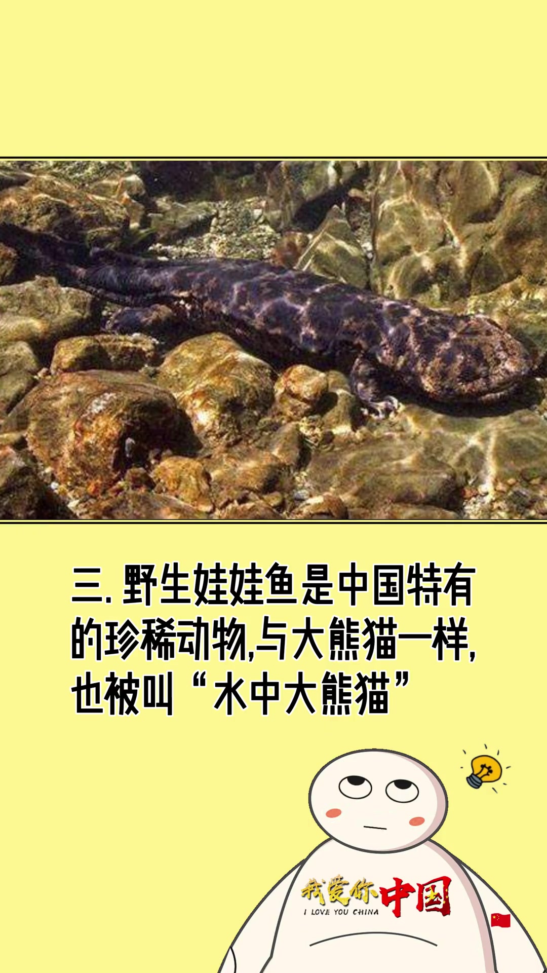 两栖动物娃娃鱼(大鲵)的3种特色冷知识称呼!
