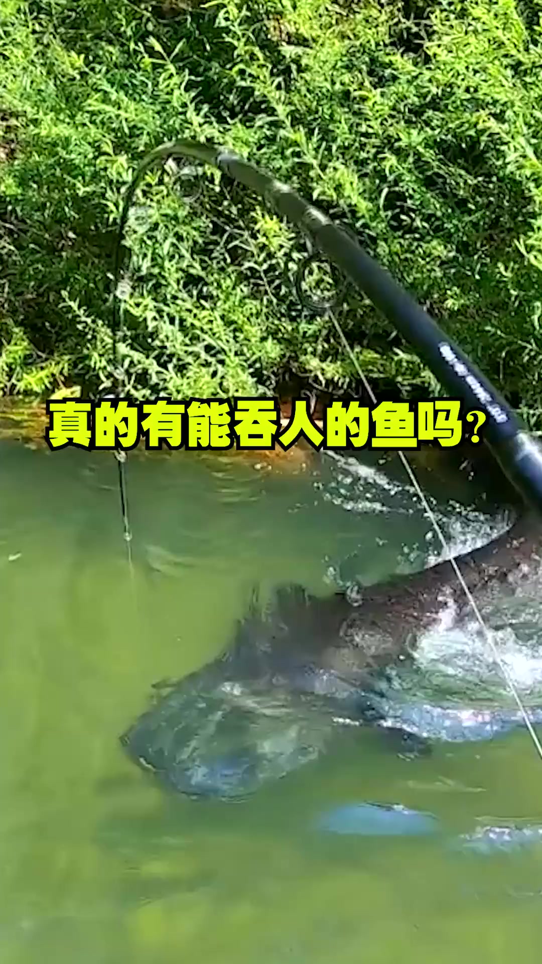 世界百大特色钓场系列——欧洲巨型鲶鱼,能吞人的鱼你听说过吗