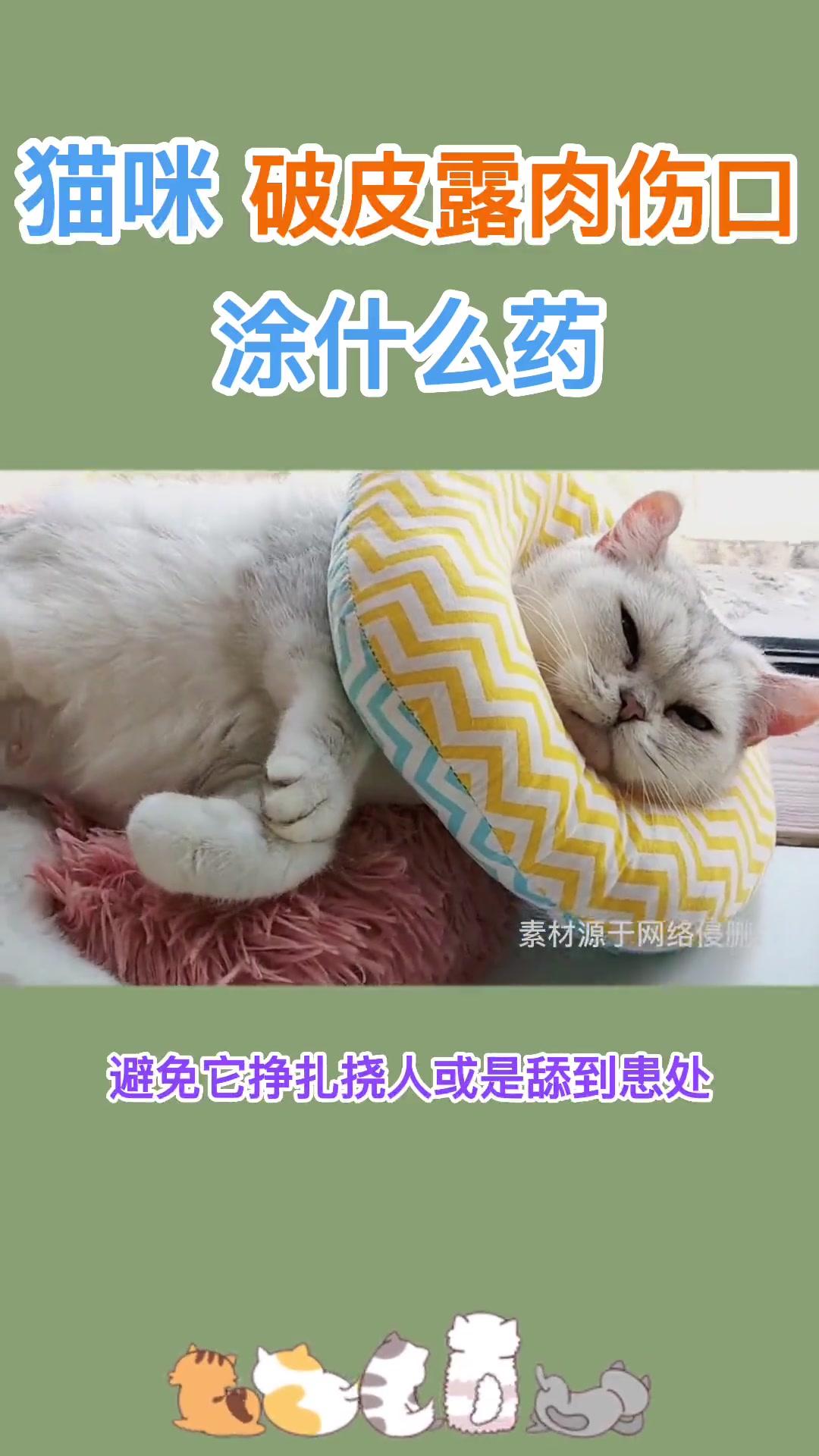 猫破皮怎么处理伤口