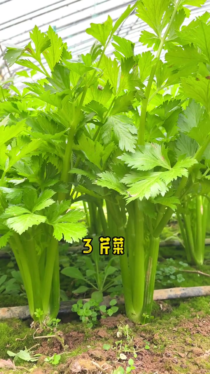 立秋了,种哪些蔬菜不需要阳光