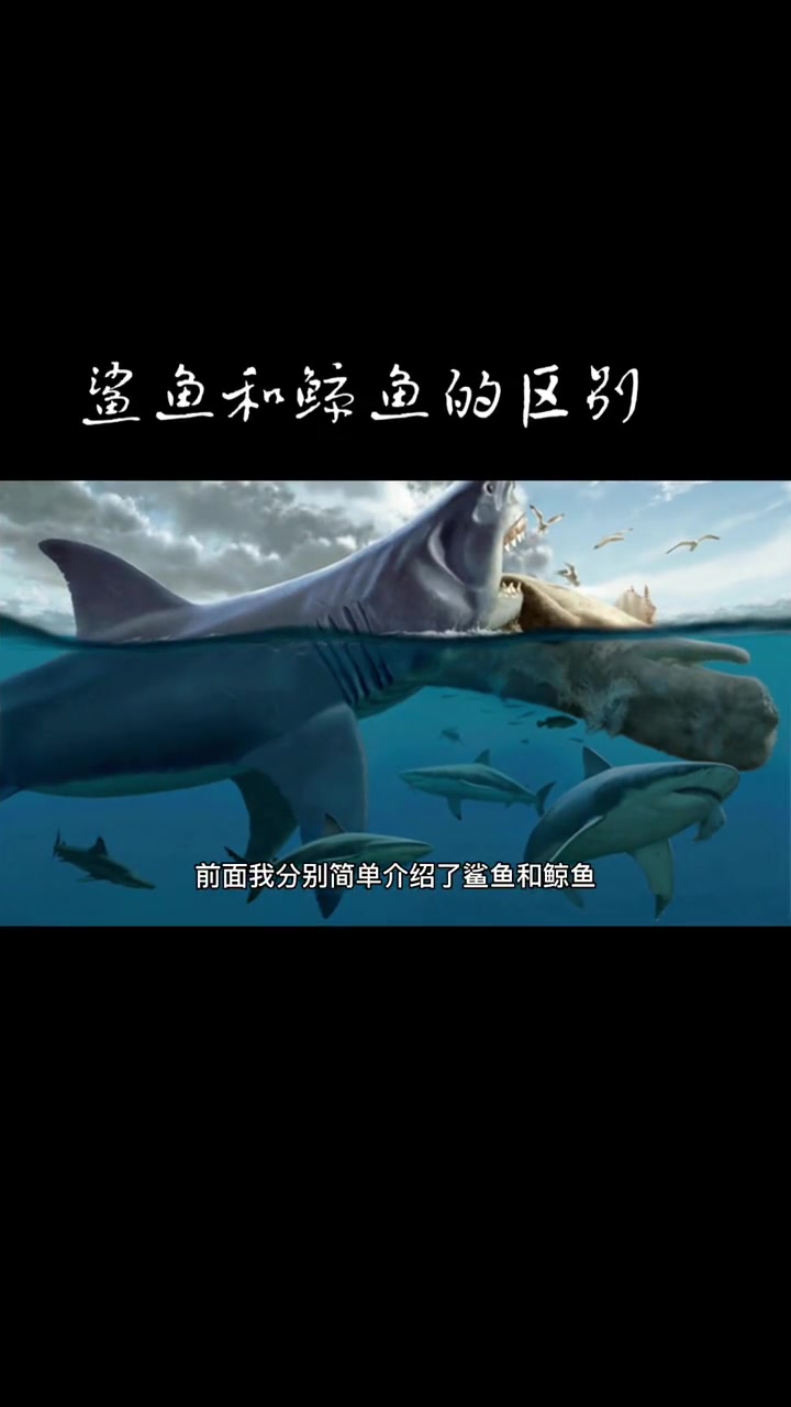 鲨鱼和鲸鱼的区别 神奇动物