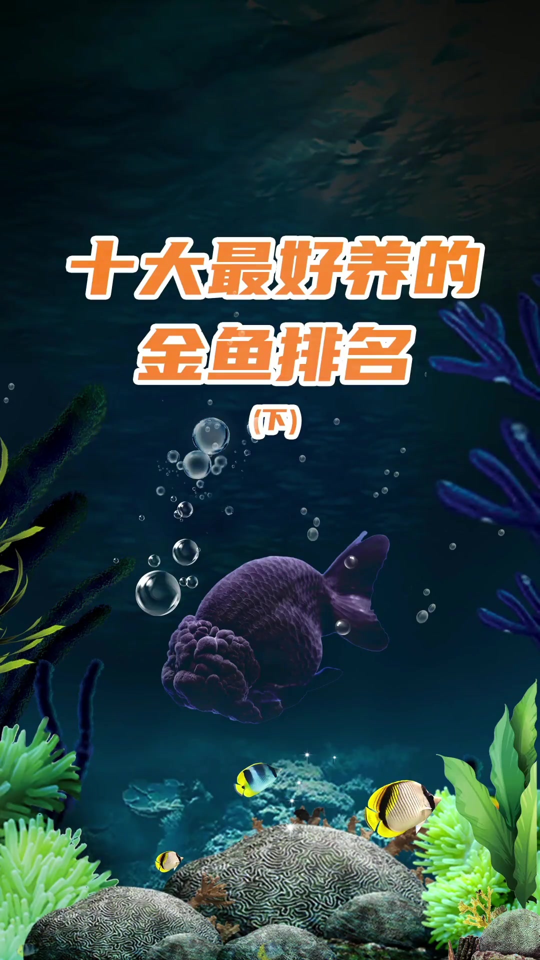 这10中金鱼大家觉得最好养的是哪一种呢?