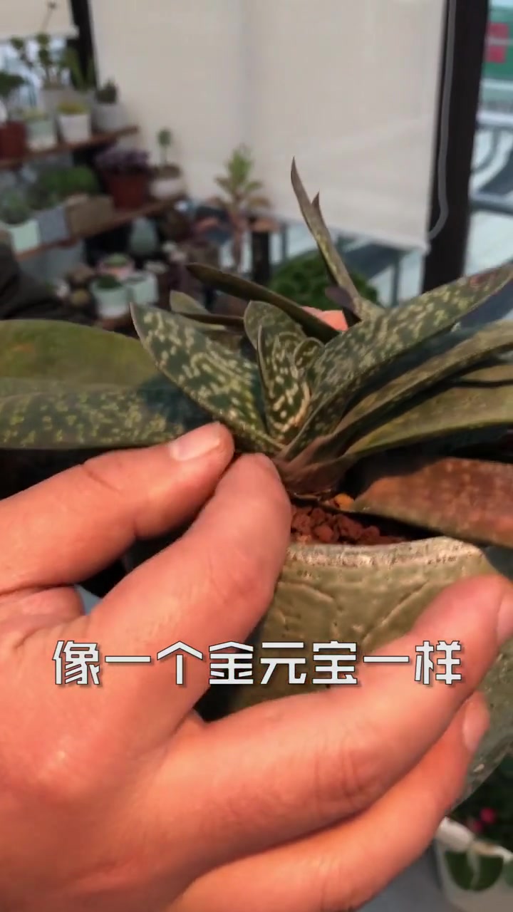 最最最好养的多肉,不信你养不活!