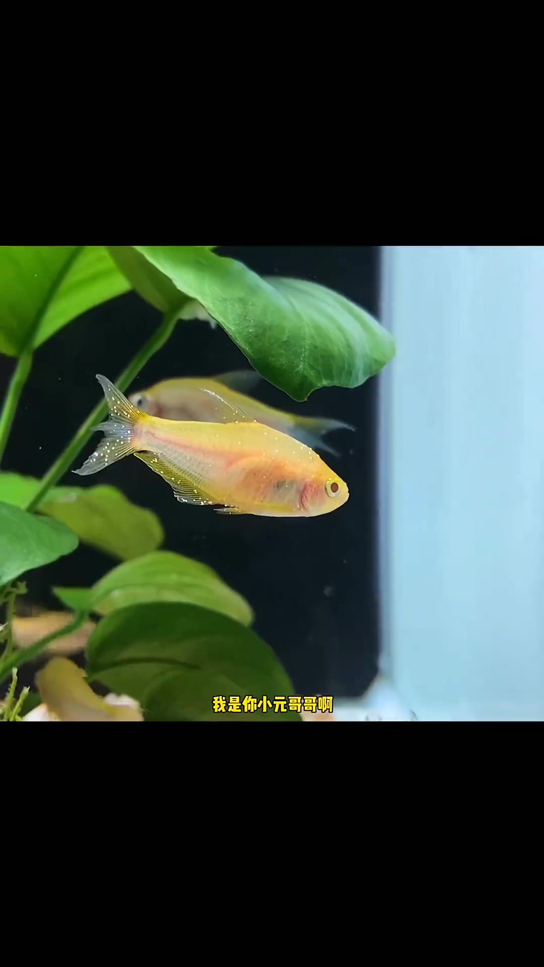 淡水鱼的感冒:白点病,推荐升温治疗