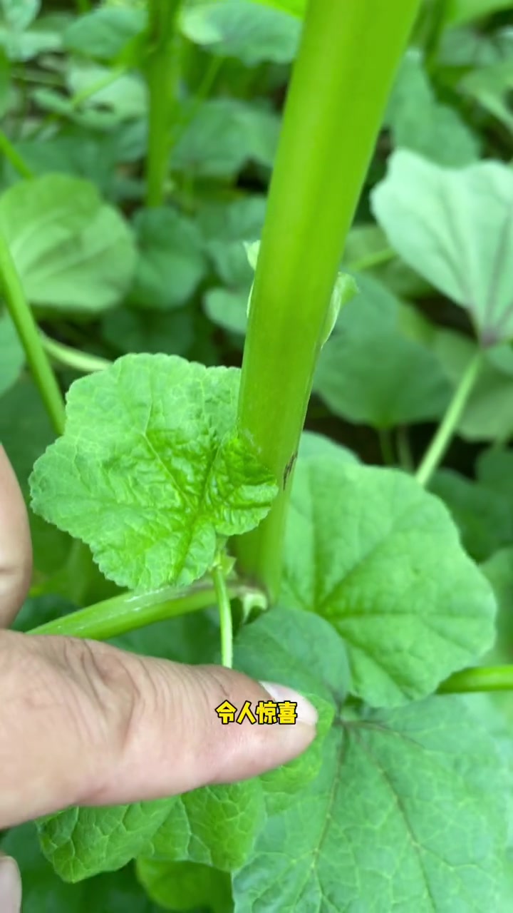 有人吃过吗?这是葵菜!也叫冬寒菜!喜欢吗!
