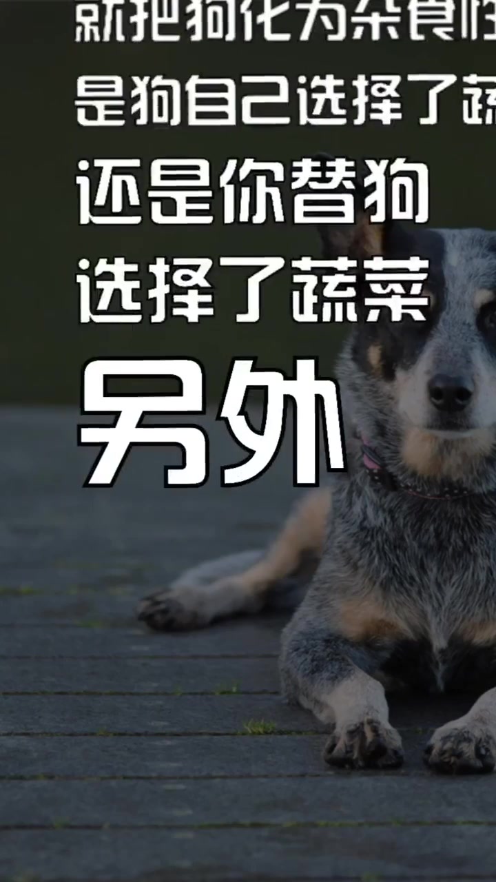 狗不是杂食性动物,是适应性肉食动物