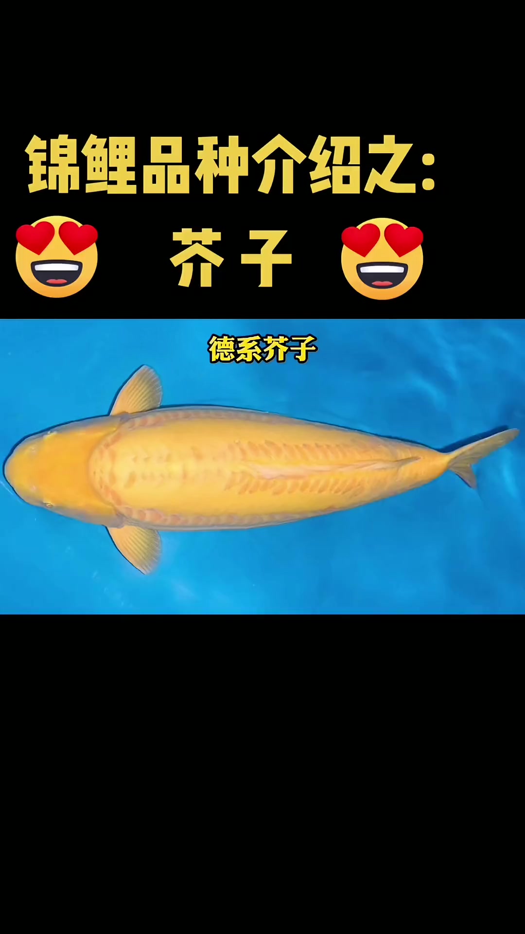 锦鲤品种介绍之:芥子