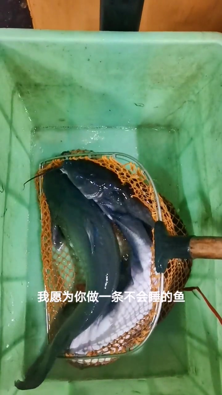 钳鱼——营养价值极高的鱼类