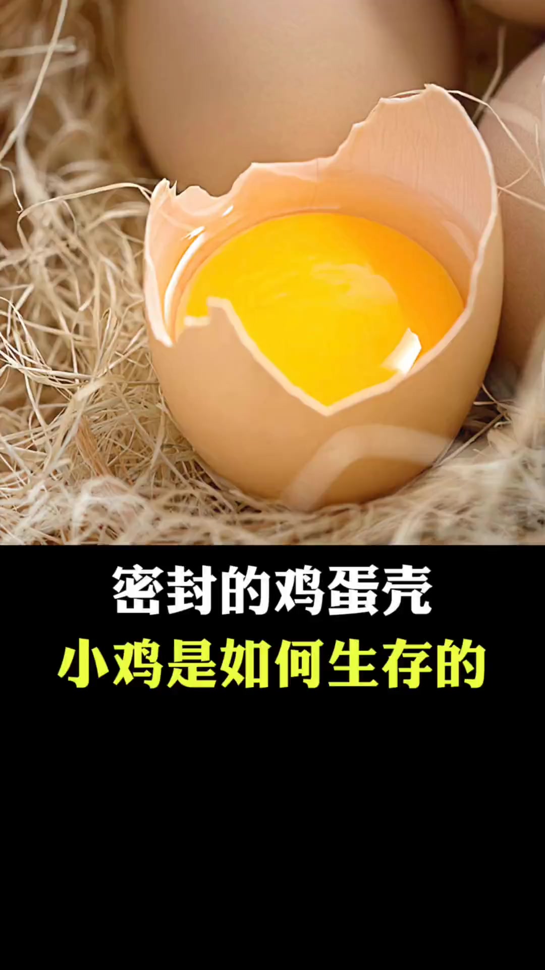 密封的鸡蛋壳,小鸡是如何生存的?科普 鸡 涨知识