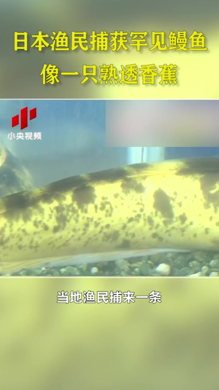 日本渔民捕获一条颜色罕见的鳗鱼,看起来像一只“熟透的香蕉”