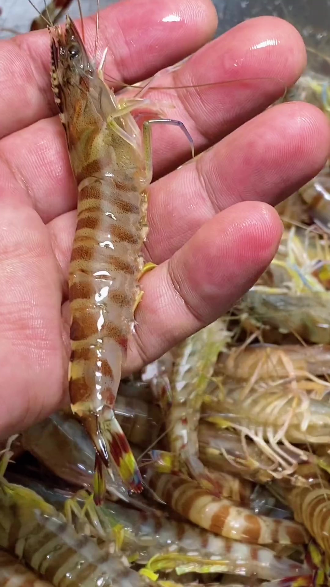 基围虾这样储存冬天吃和活虾一样