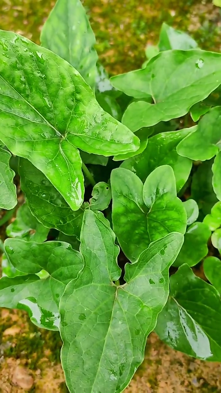 犁头草,又名叶堇菜、玉如意、紫花地丁等