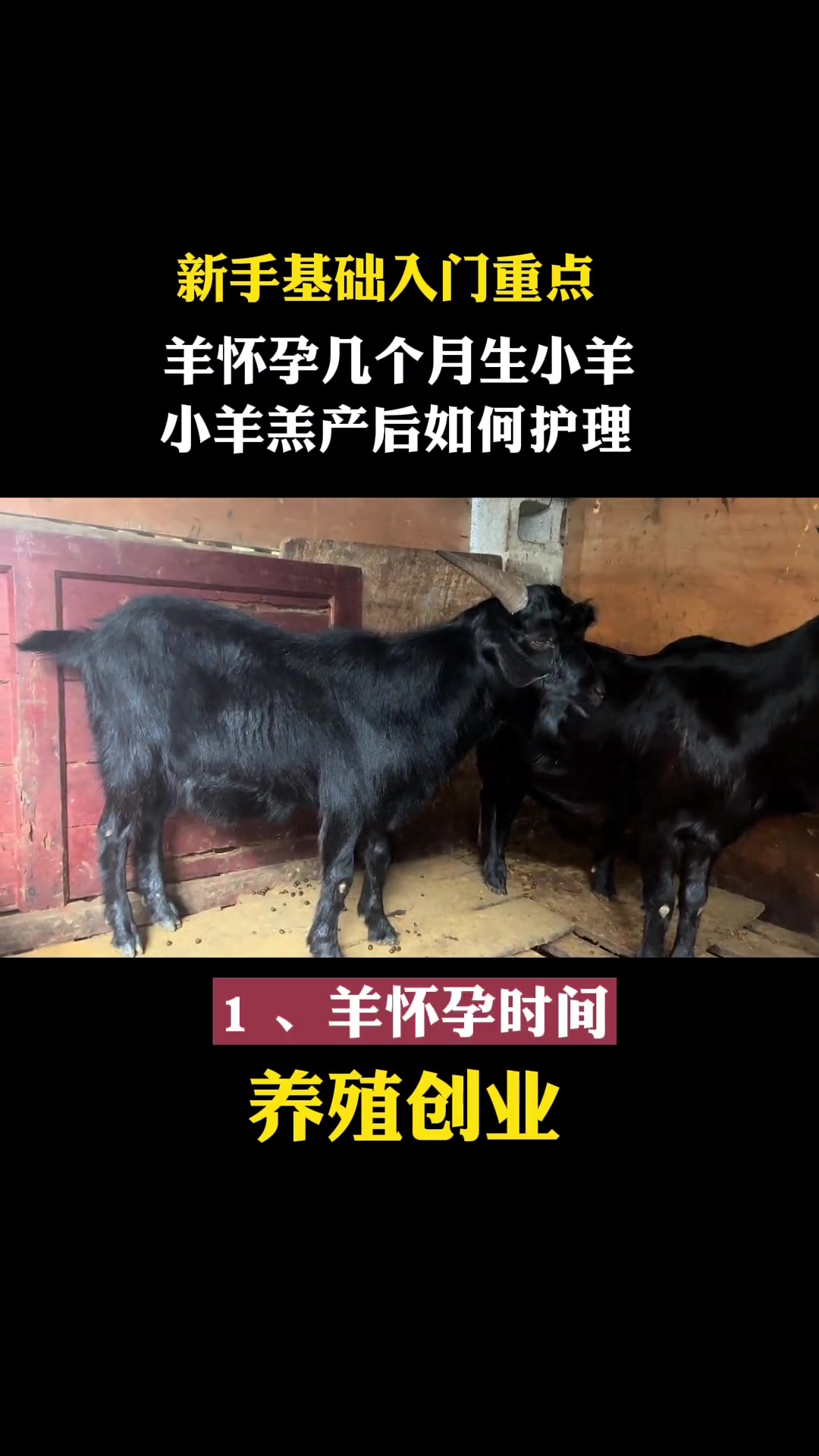 羊怀孕几个月生小羊?