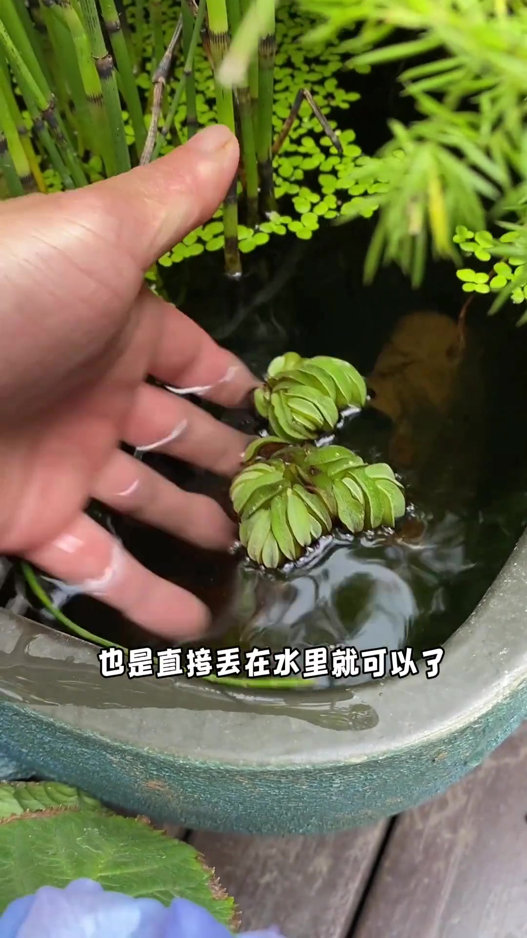 推荐几种好看好养的水生植物 家有鱼池的不要错过～