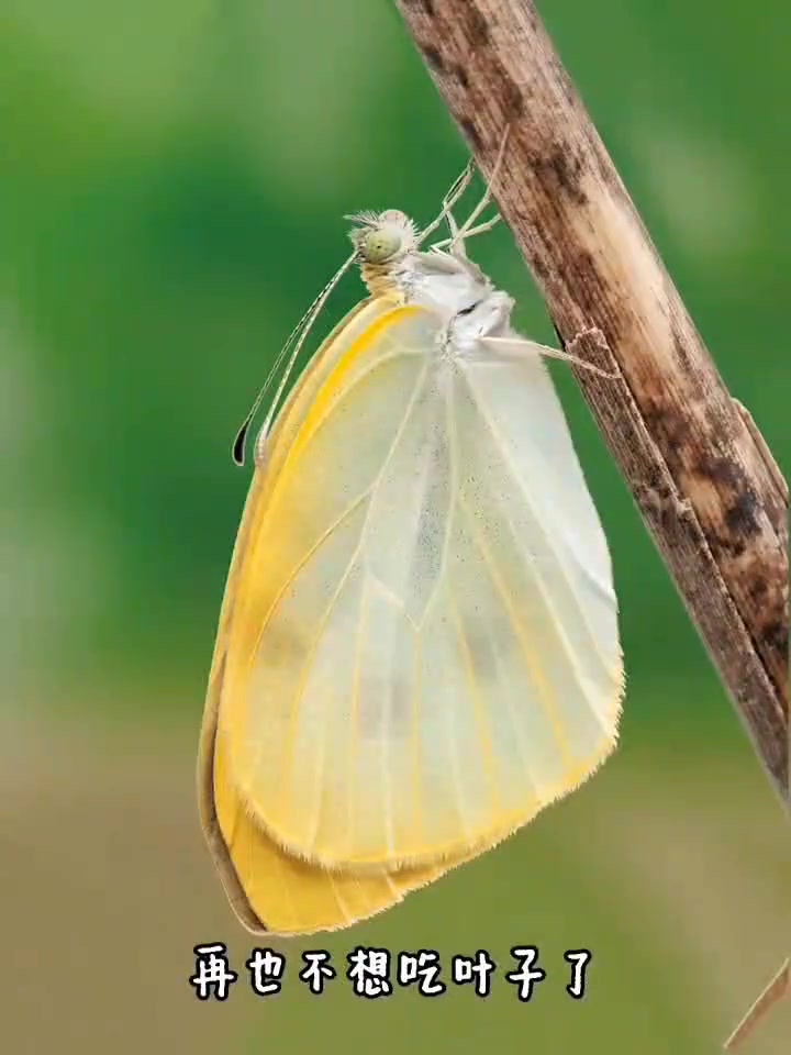 菜粉蝶——幼虫对农业的危害大