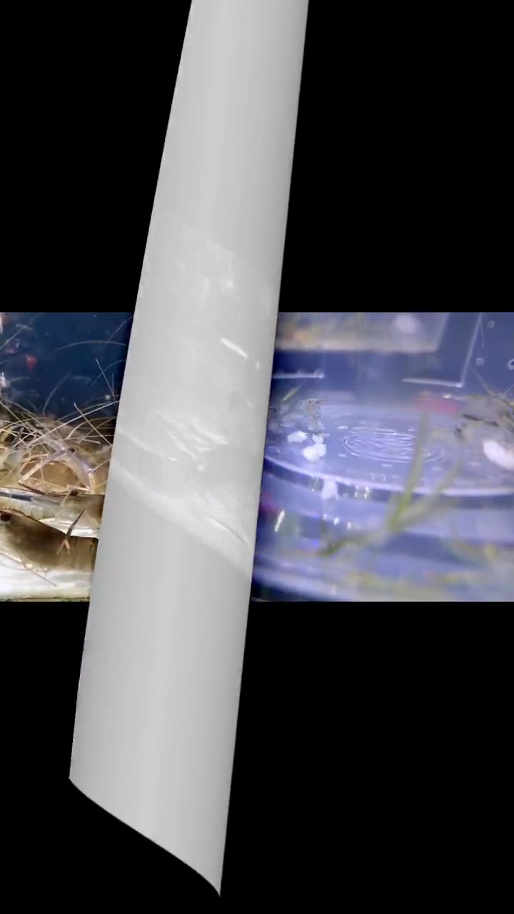 我喂黑壳虾的7种食物,你们还喂什么呢?一起探讨一下吧