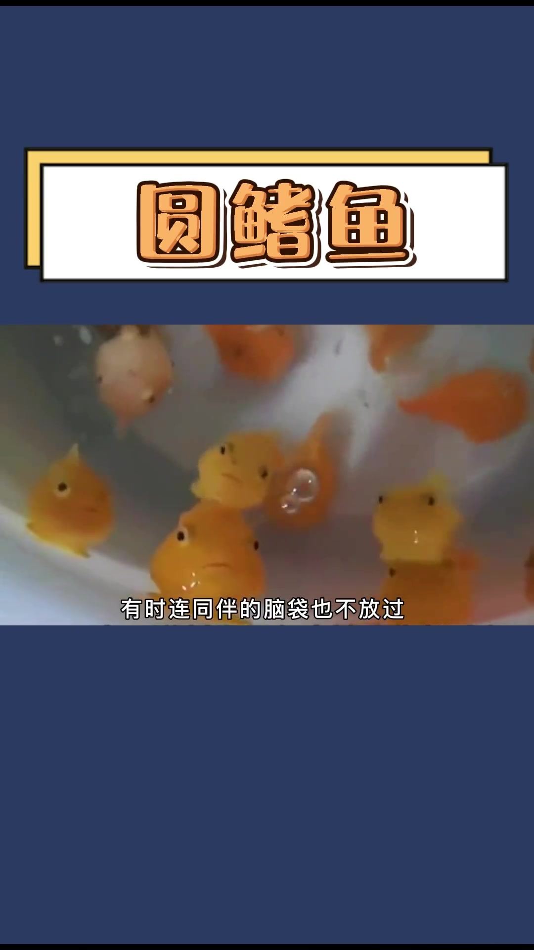 波妞本妞太平洋真圆鳍鱼!