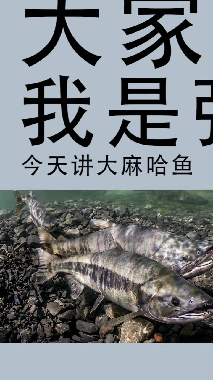 大马哈鱼,7颗鱼籽相当于一只鸡蛋,但劝君莫吃三月鱼