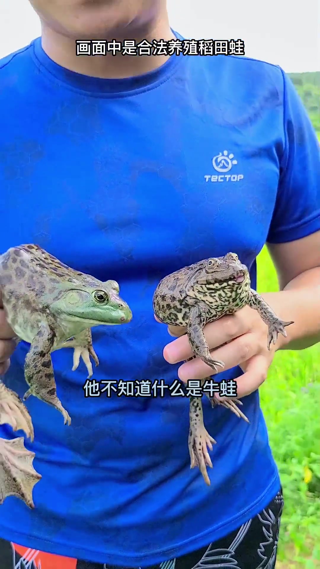你知道牛蛙和田鸡的区别吗?