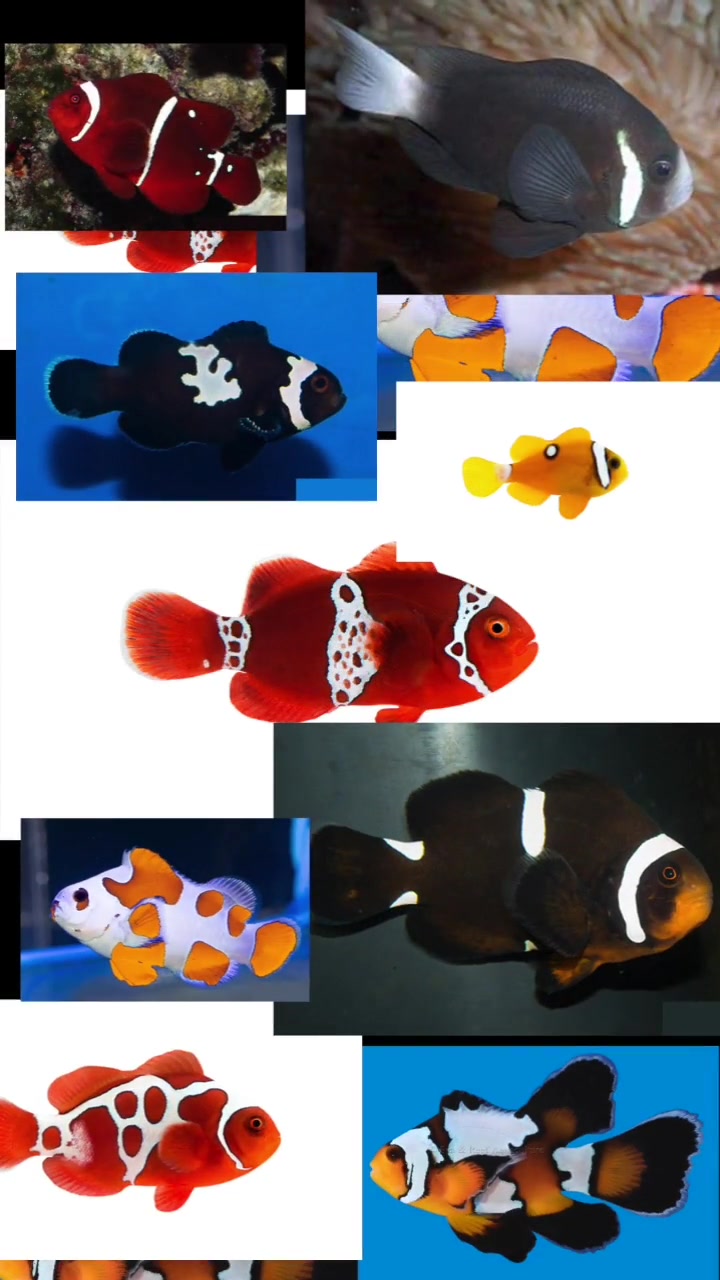 小丑鱼可是个大家族,不同品种各有特色稀有小丑鱼钱再多都买不到