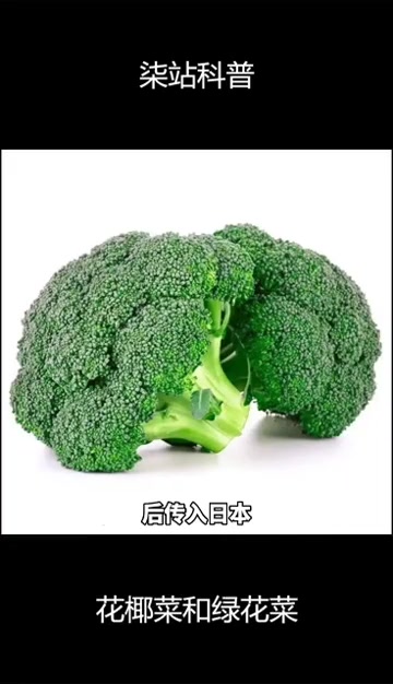柒站科普《花椰菜和绿花菜的区别》