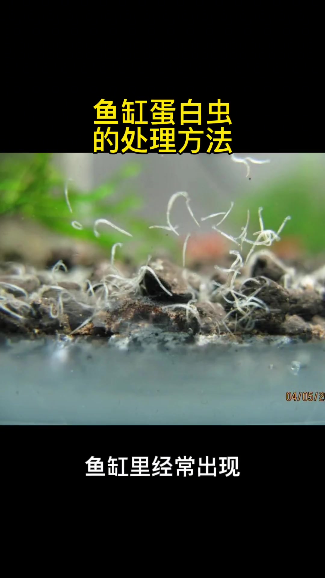鱼缸蛋白虫,你中招了没?蛋白虫的处理方法