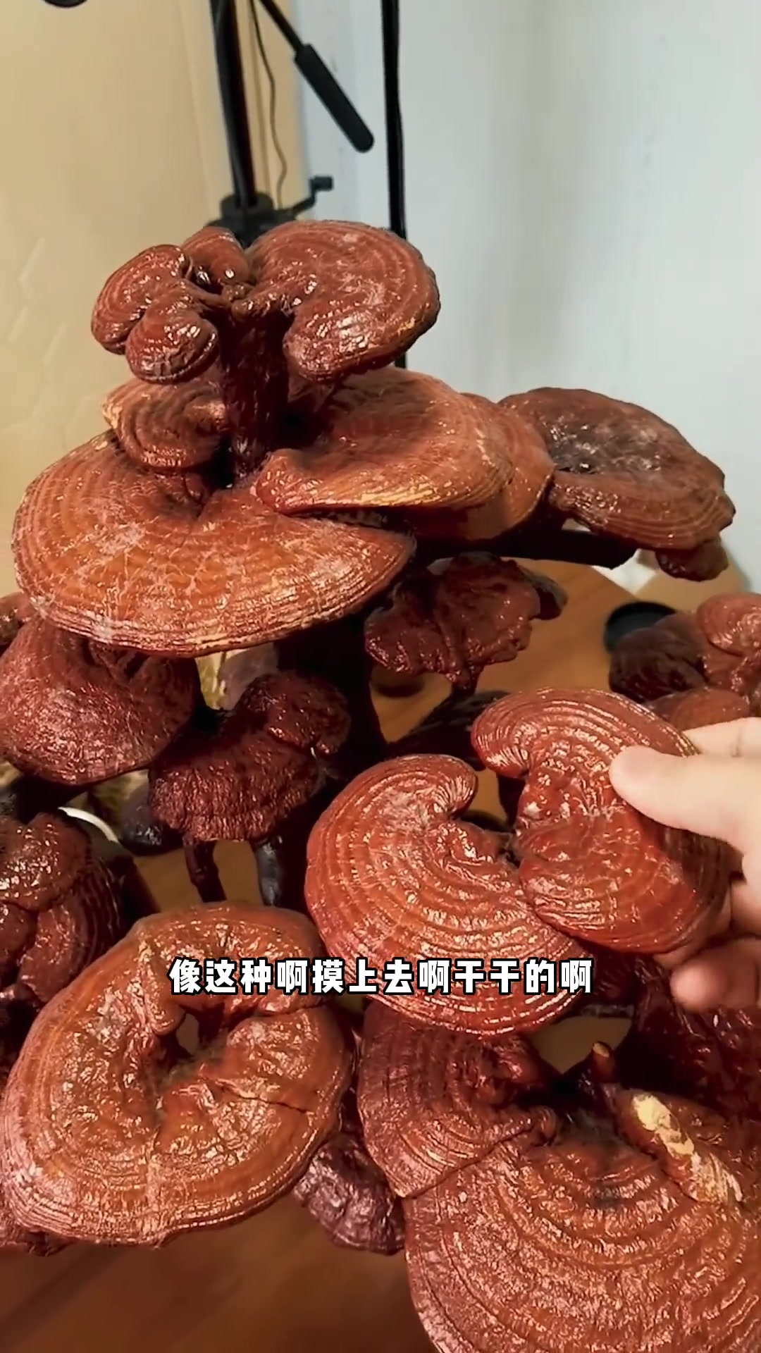 「灵芝盆景」,盆栽灵芝养护技巧,怎样养灵芝,灵芝种植技巧