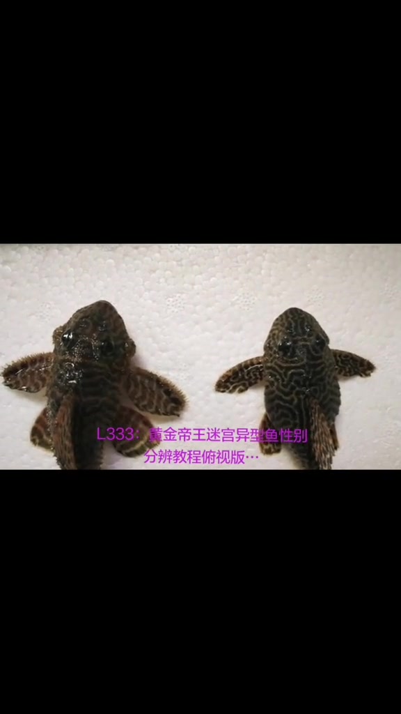 L333:黄金帝王迷宫异型鱼性别分辨教程俯视版……