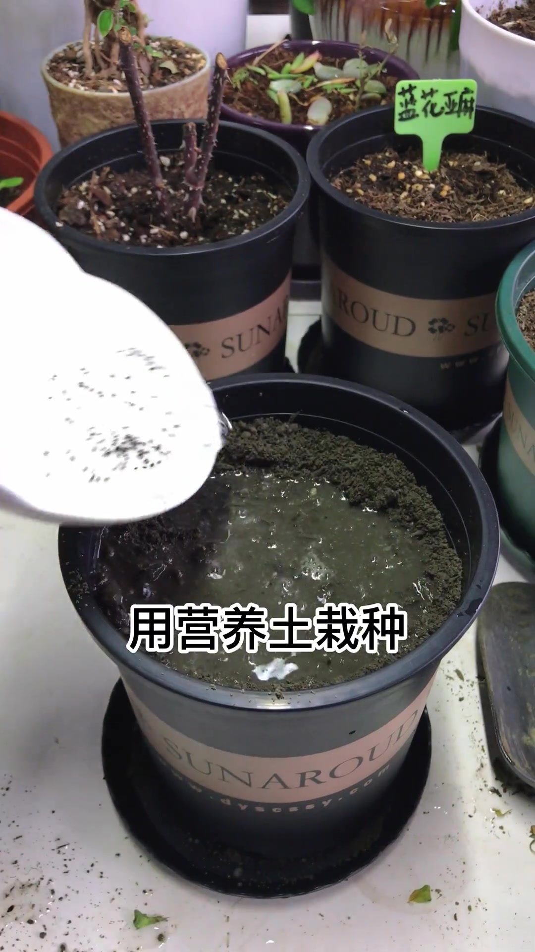 薄荷种子种植,简单易学,轻松种爆盆