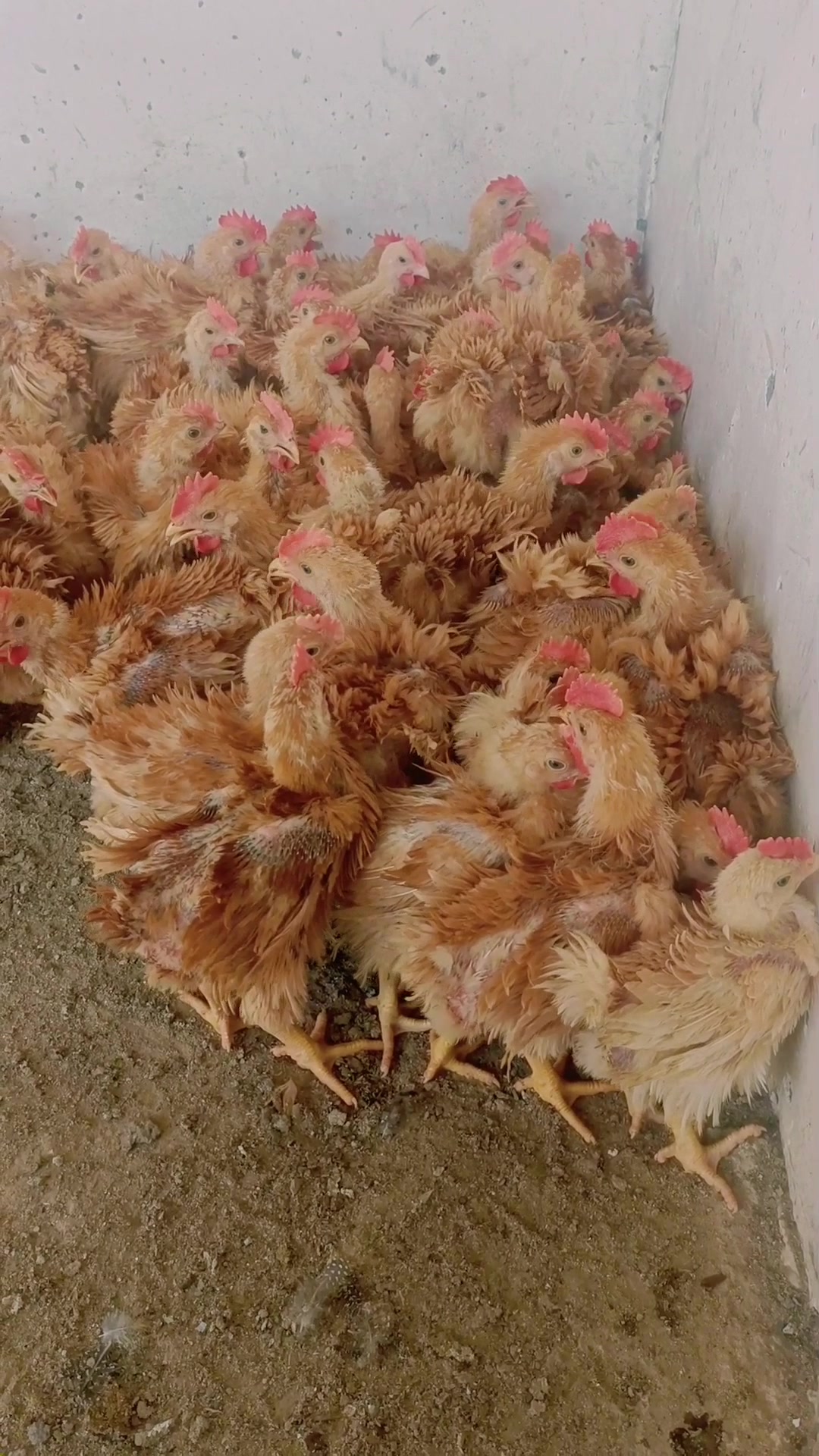 翻毛麒麟鸡,一只一斤重