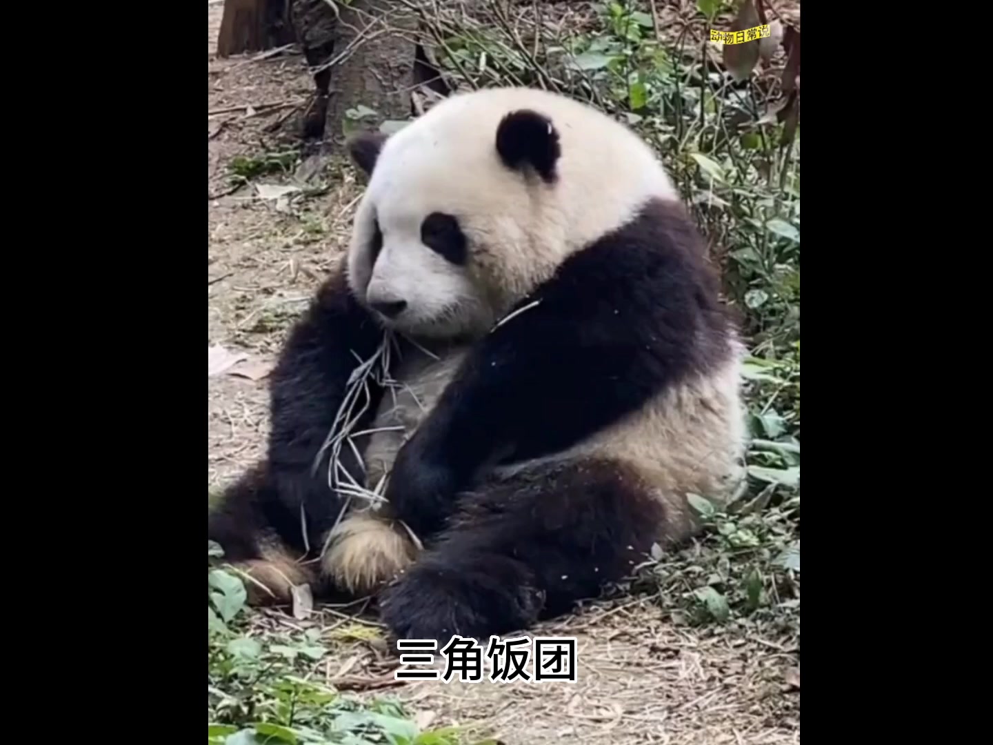 花花,三千年一遇的三角饭团,这也太可爱了吧