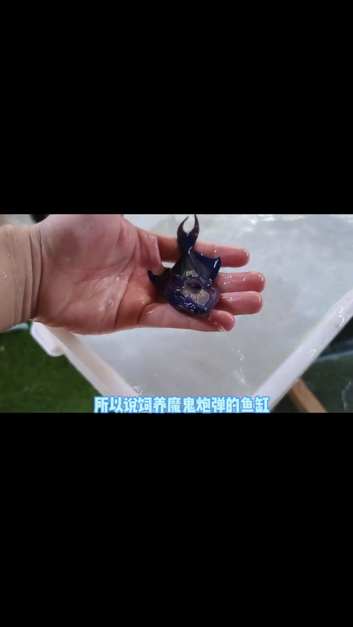 养鱼第55问,饲养魔鬼炮弹的注意事项 海缸日记 海洋生物 魔鬼炮弹鱼 海水鱼缸