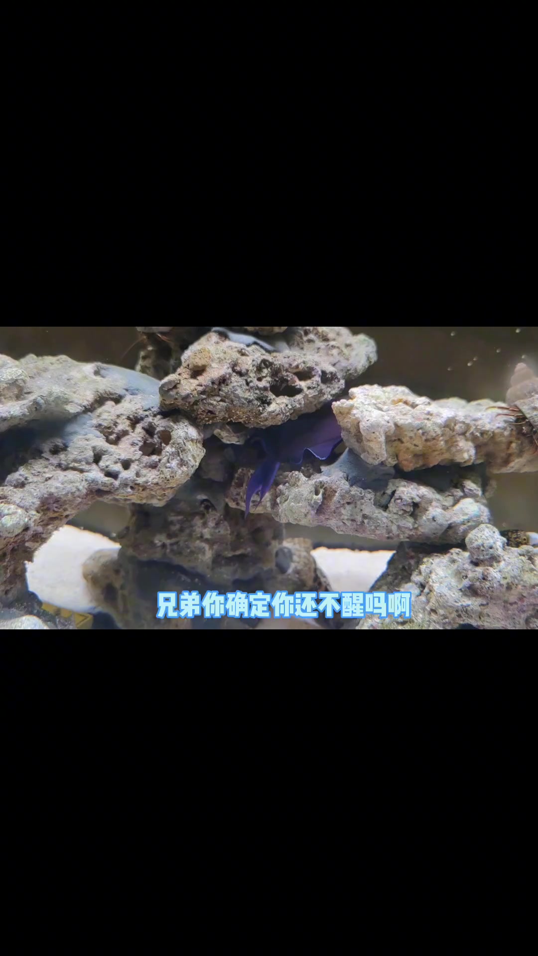 养鱼第53问,魔鬼炮弹是怎么睡觉的?这睡得也太S了吧 海缸日记 海洋生物 魔鬼炮弹鱼 海水