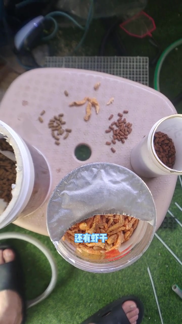 养鱼第34问,雷龙喂什么?饲料为主,虾干活鱼活虾为辅 雷龙鱼 养鱼日记 雷龙喂食