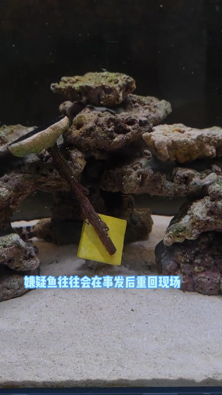 这是魔鬼炮弹干的吗 创作灵感 养鱼日记 海水鱼 魔鬼炮弹