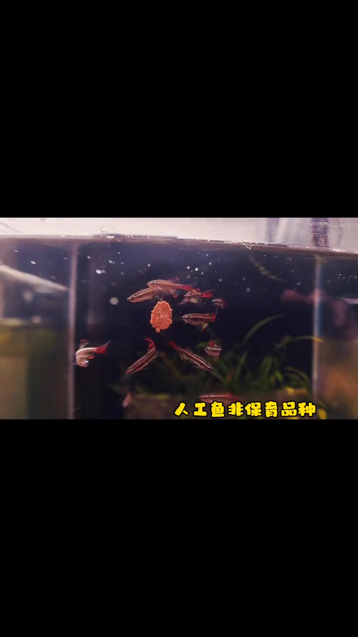 养鱼第31问,白云金丝有几种?三种颜值都很不错,养原生,草缸,南美都是很棒的,白云金丝yy