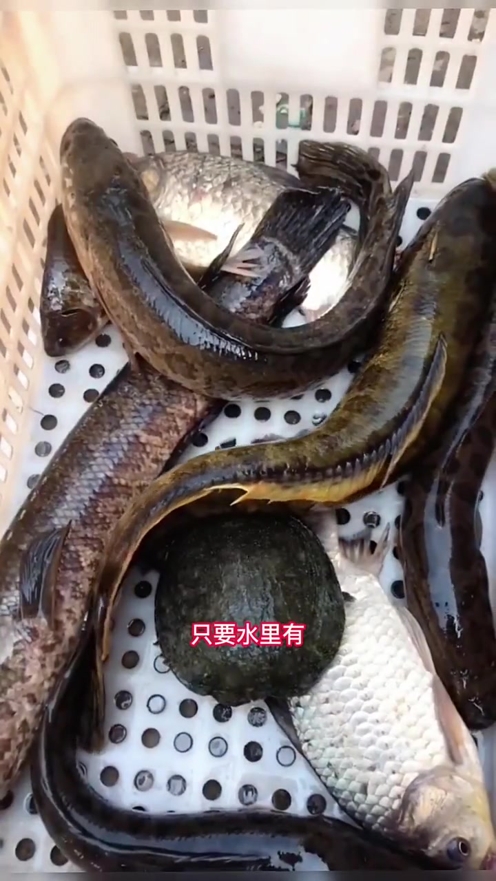 秋季是花篮捕鱼的旺季,这时候只需要将花篮放到水草里面,就能抓到黑鱼了
